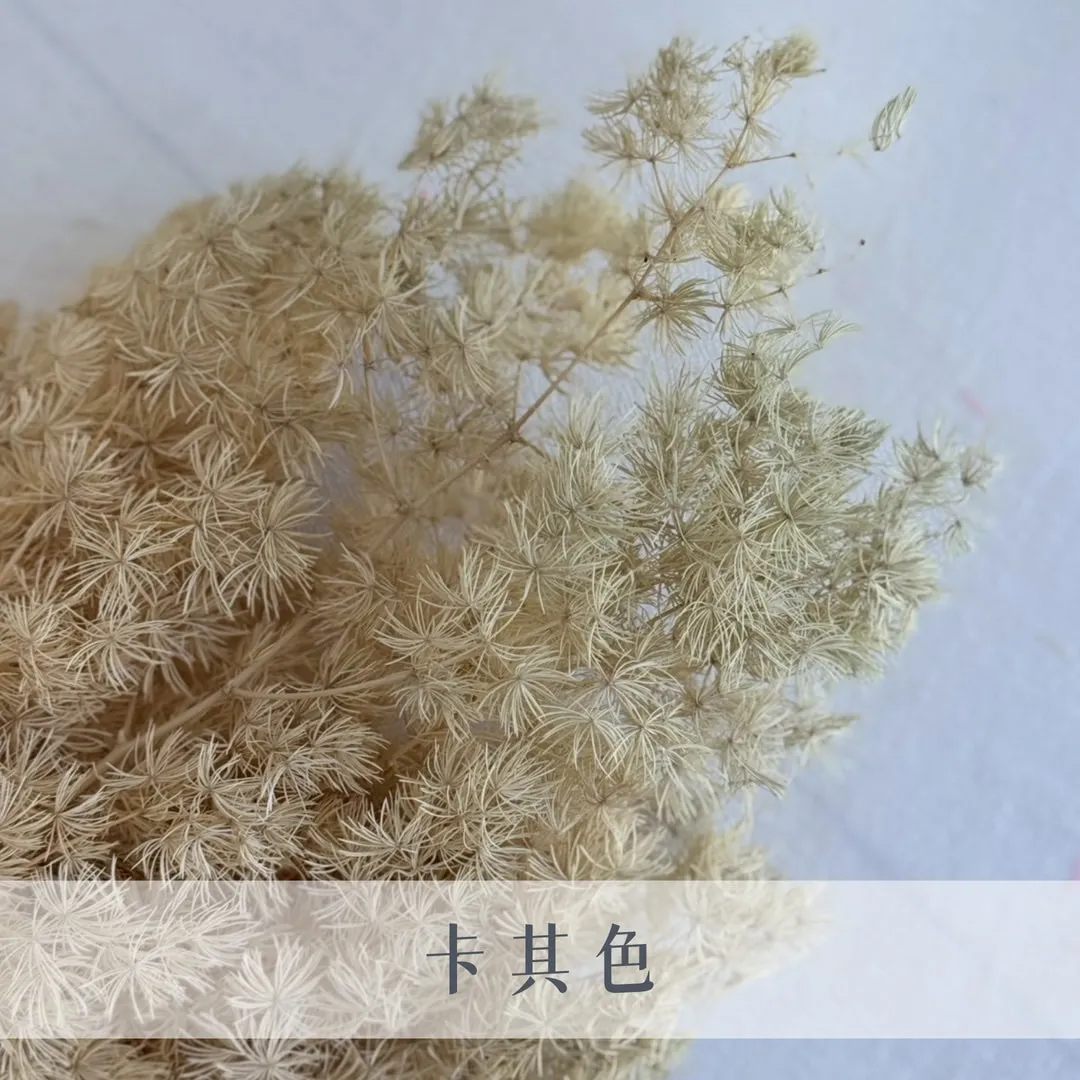 永生蓬萊松