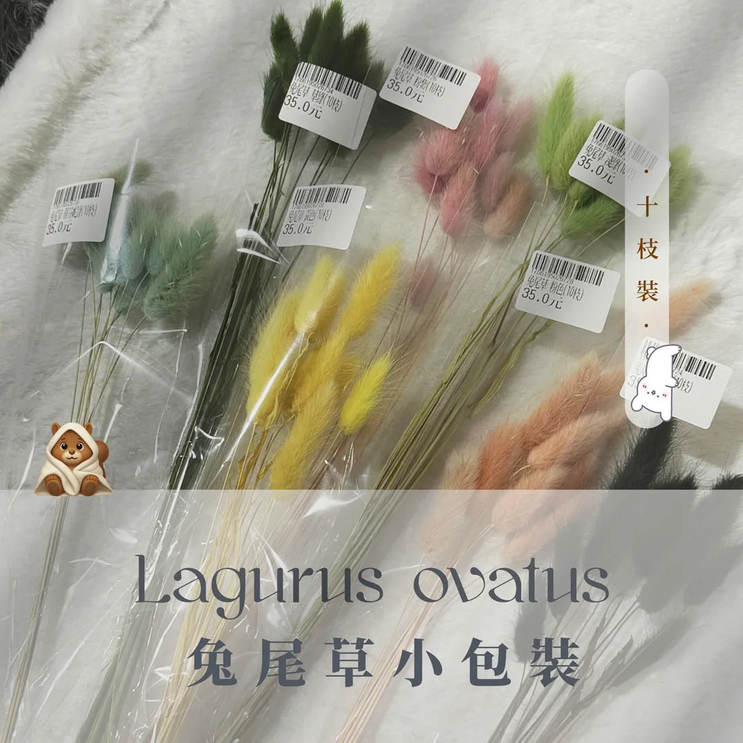 兔尾草小包裝（10枝裝）