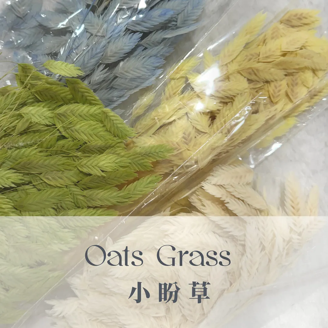 小盼草