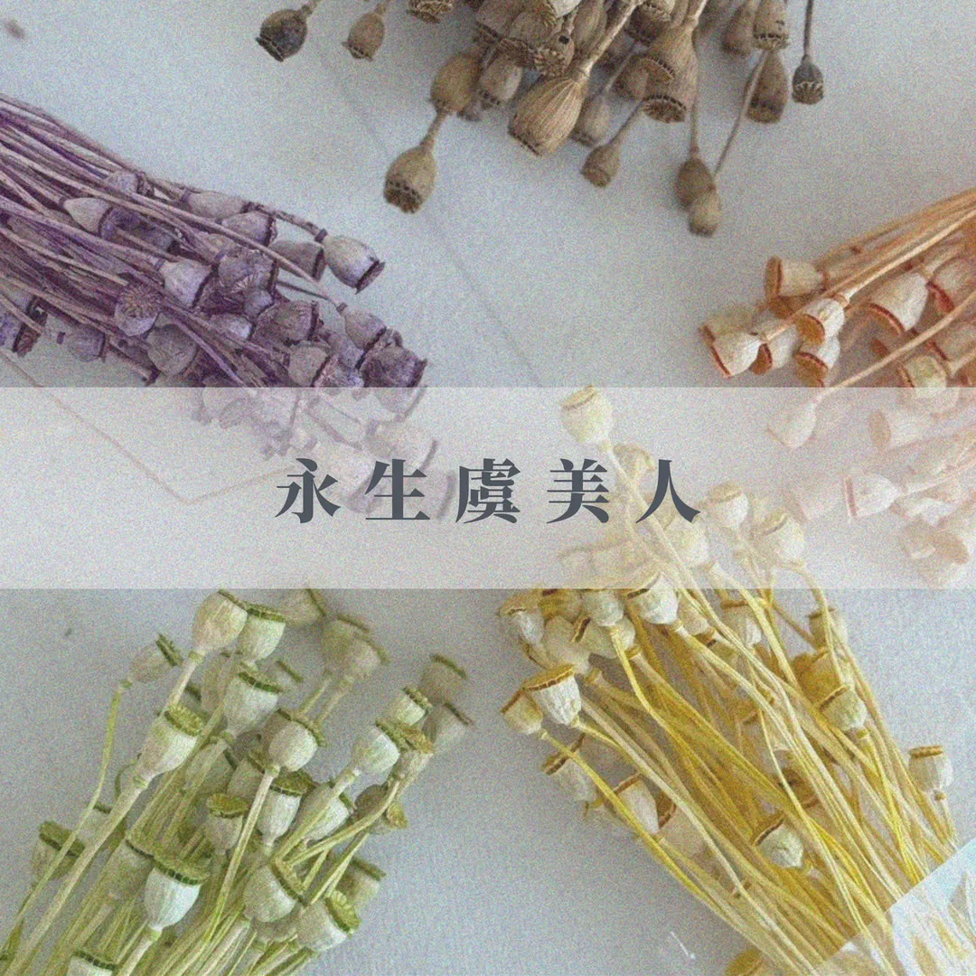 永生虞美人
