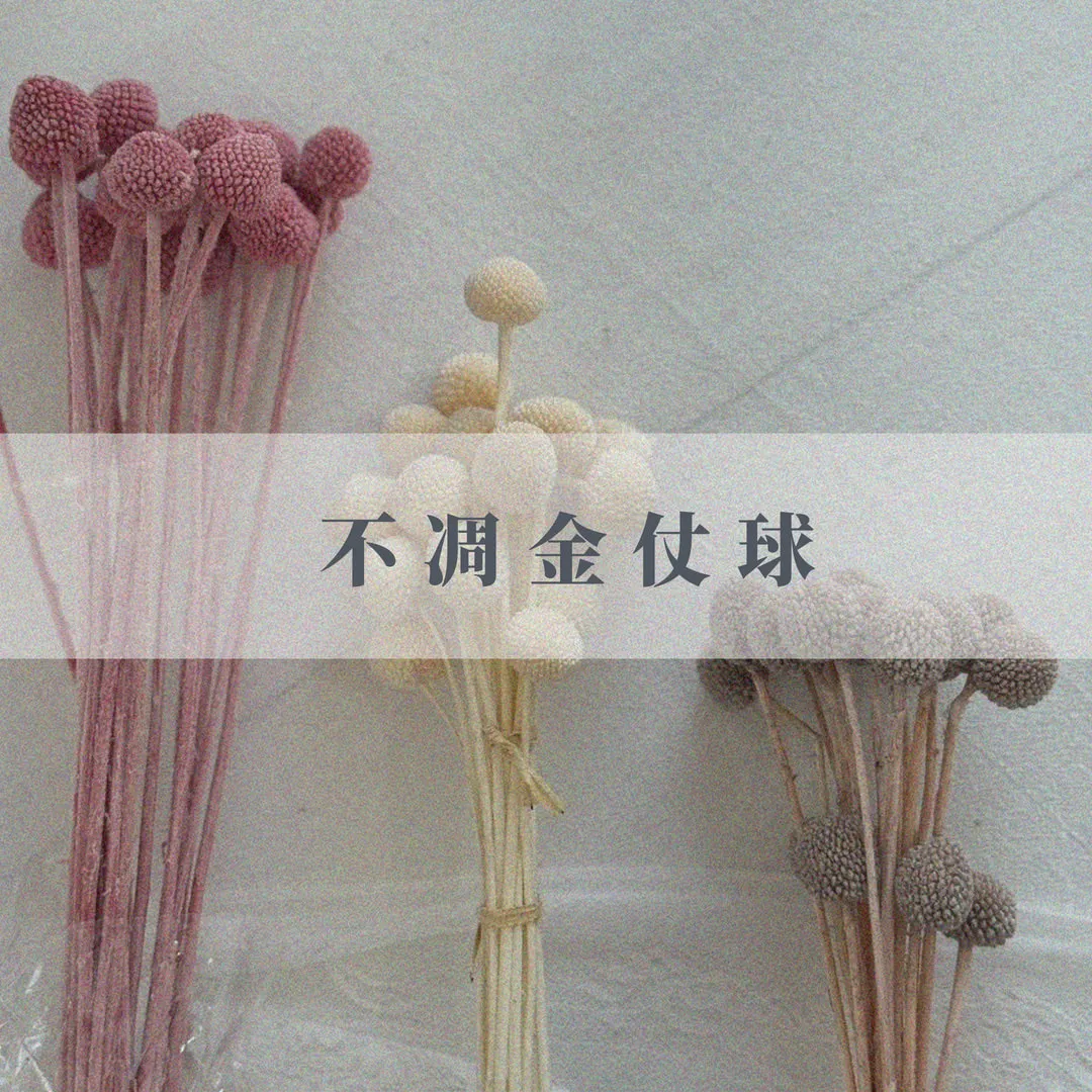 不凋金仗球