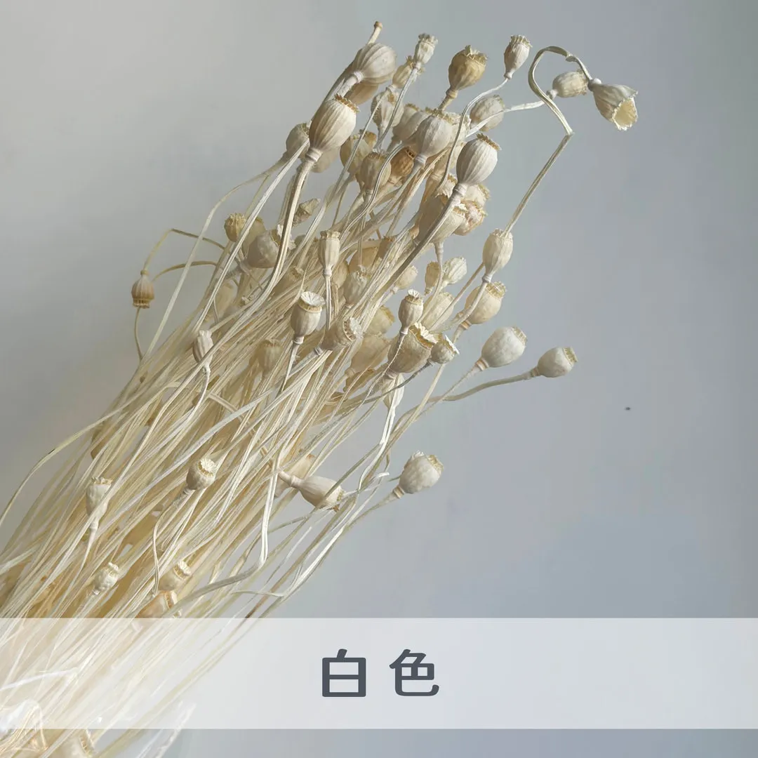 永生虞美人