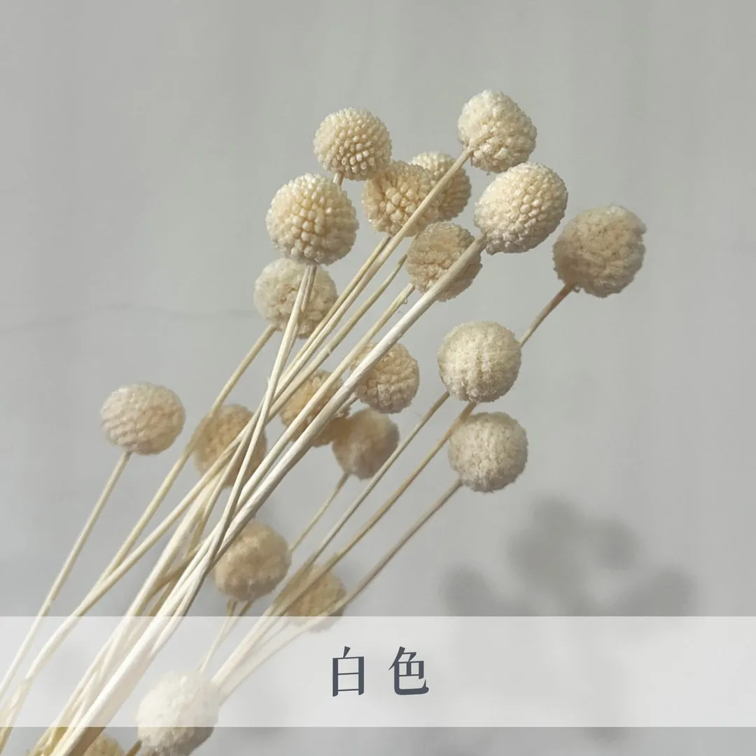 乾燥迷你金仗球