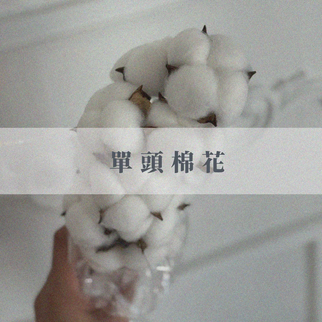 單頭棉花