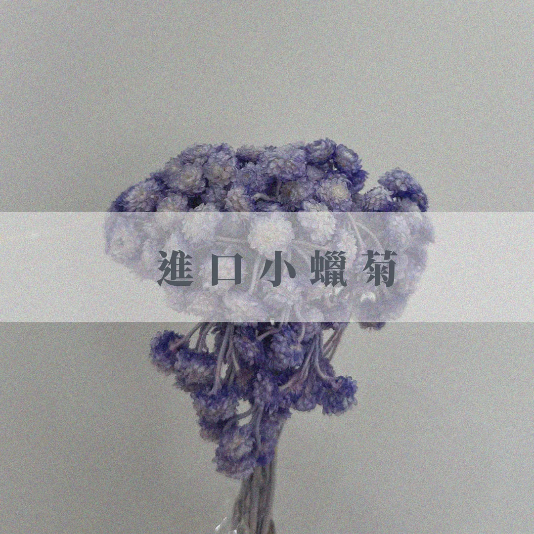 進口小蠟菊