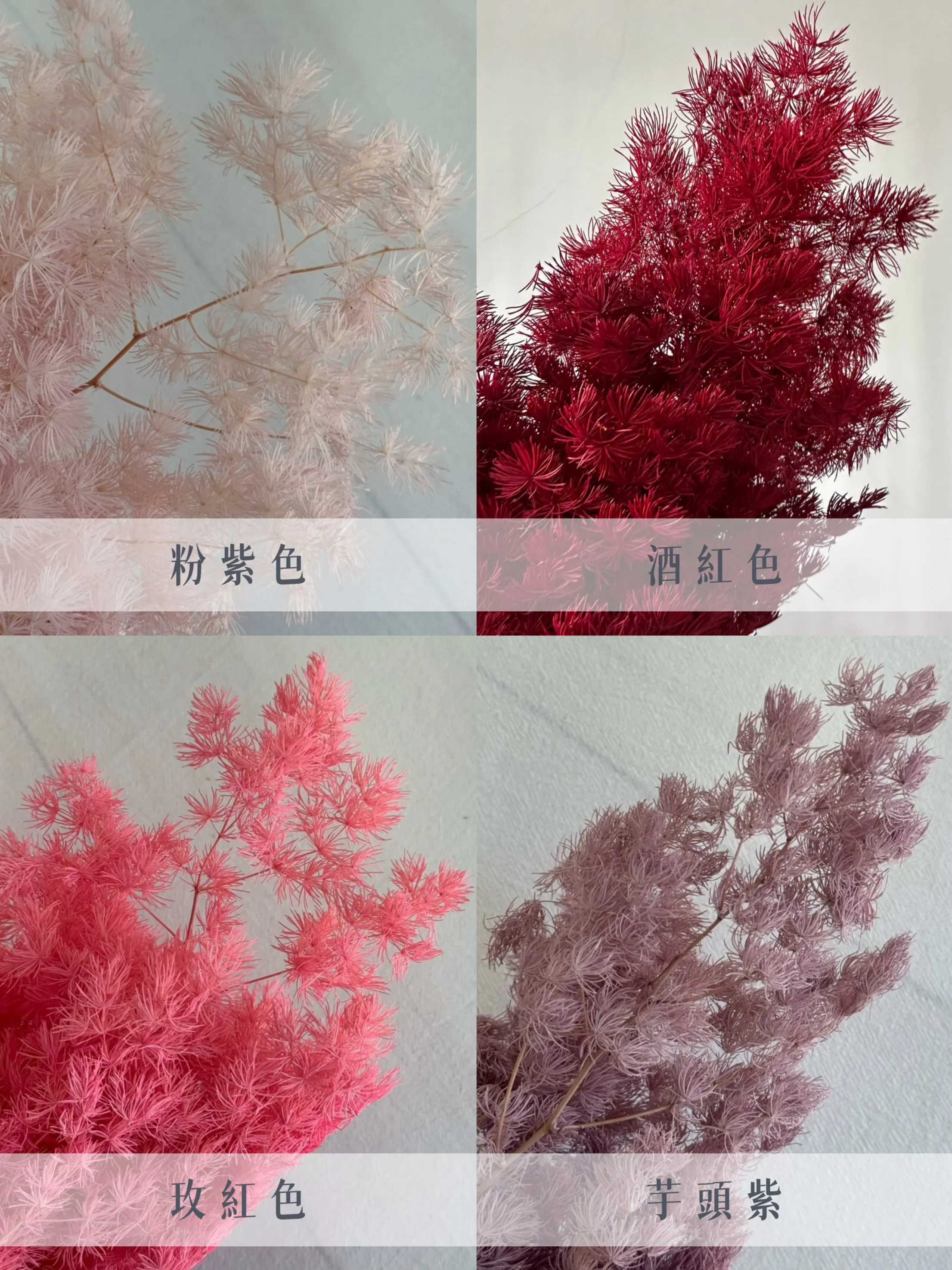 永生蓬萊松