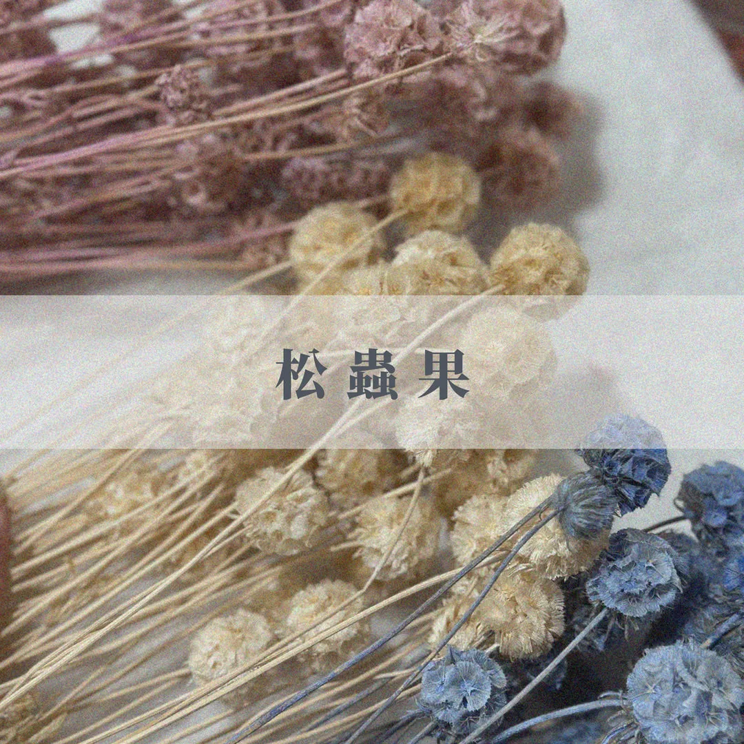 永生松蟲果