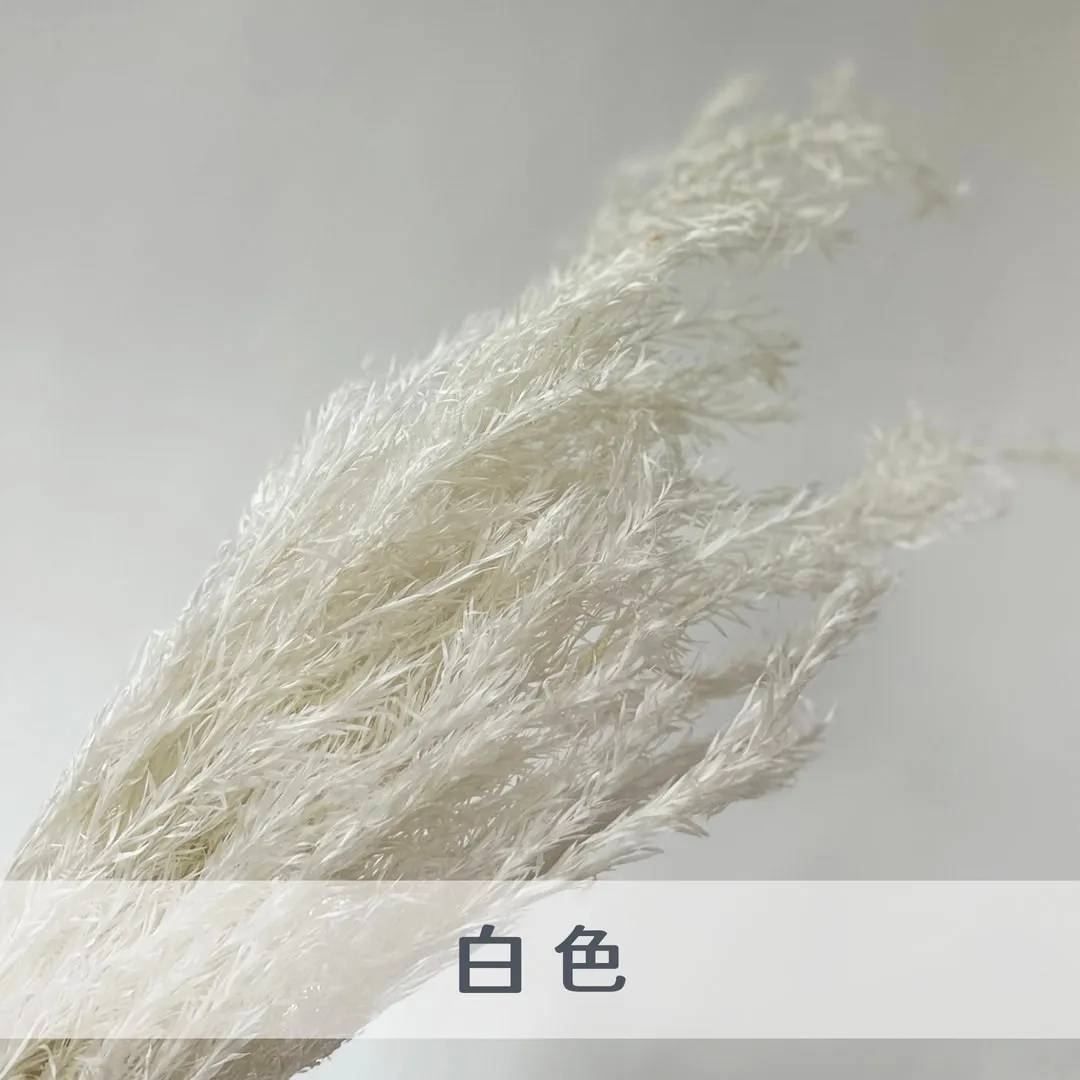 永生茶樹
