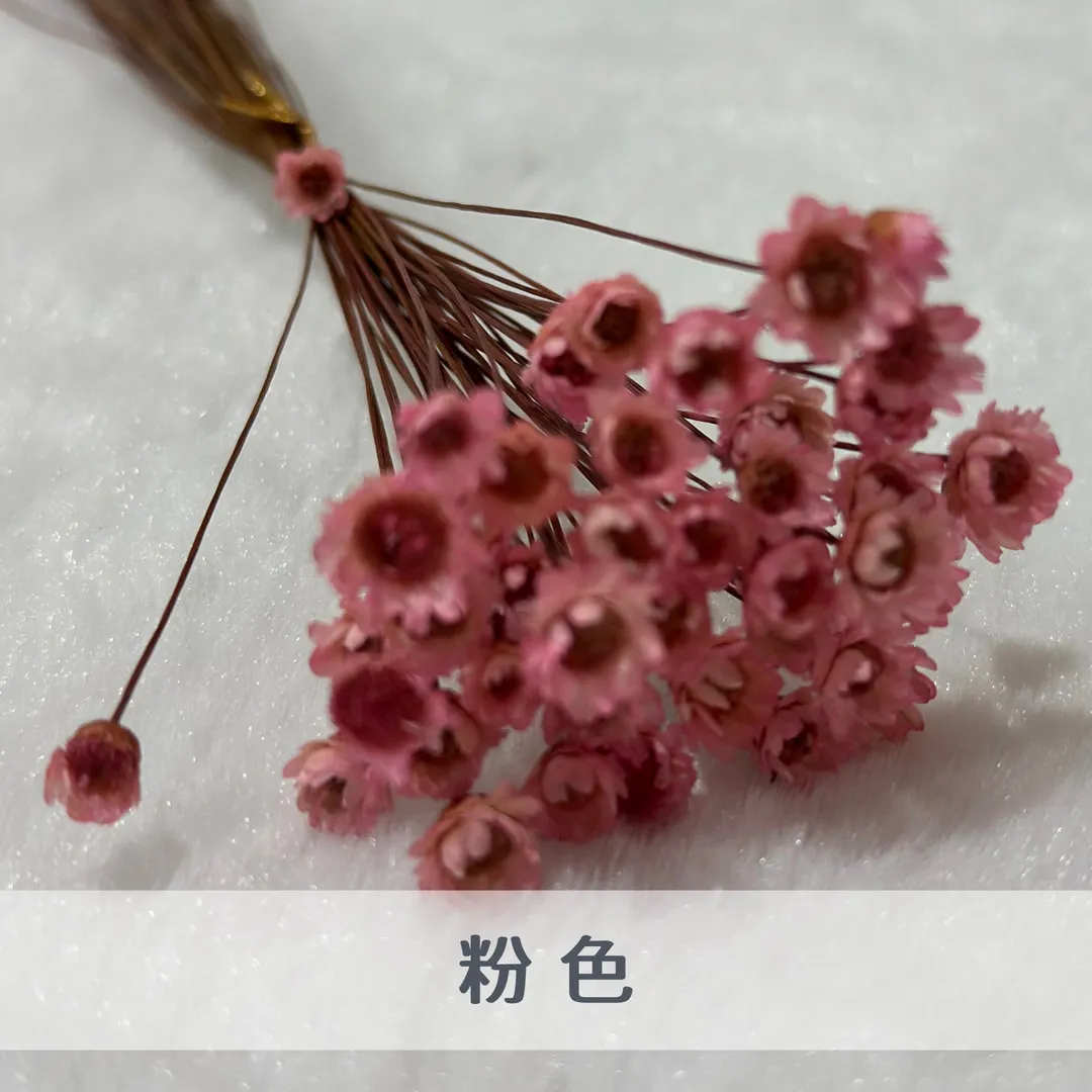 巴西小星花（50枝裝）
