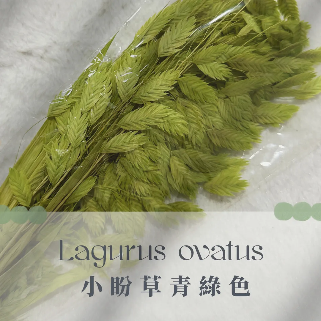小盼草
