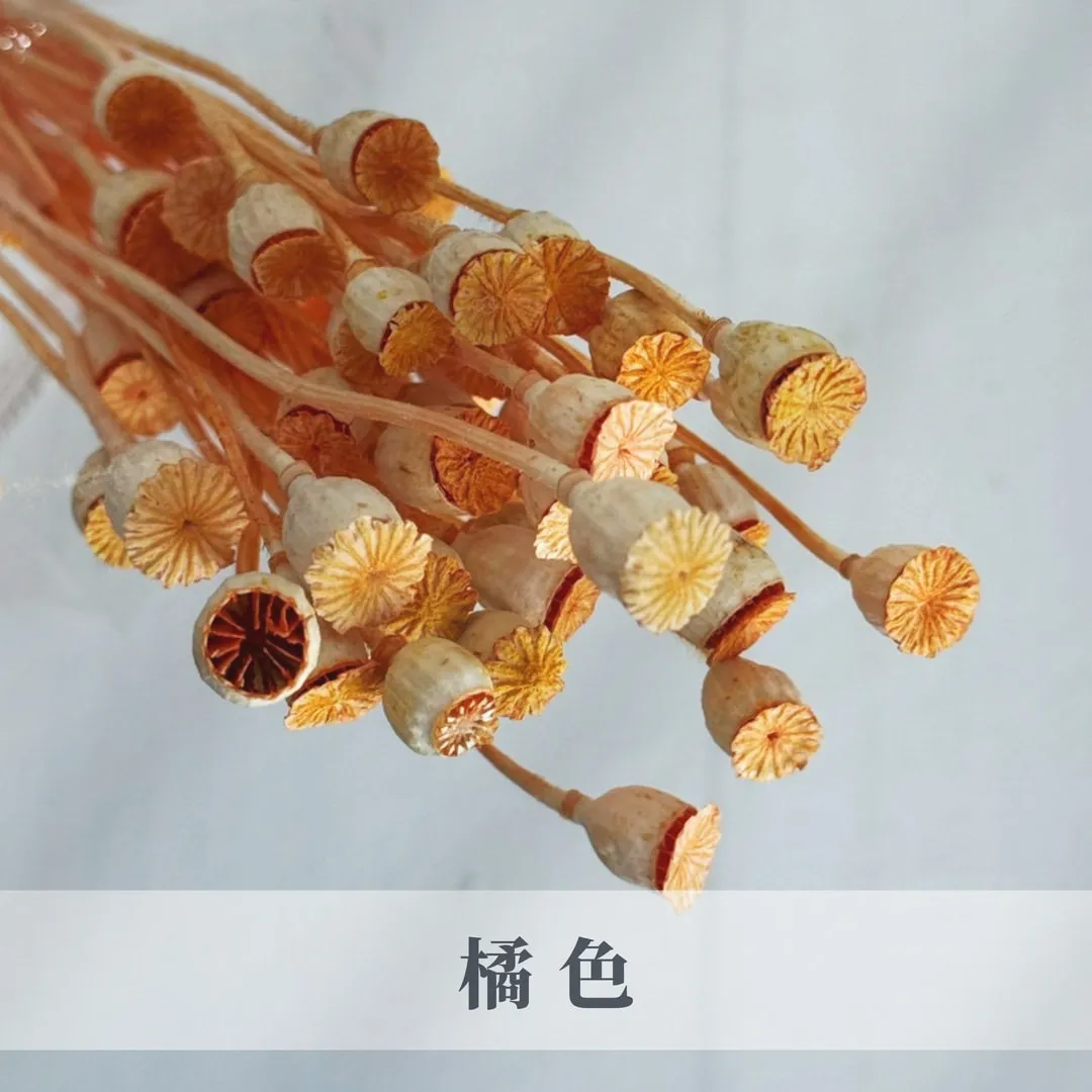 永生虞美人