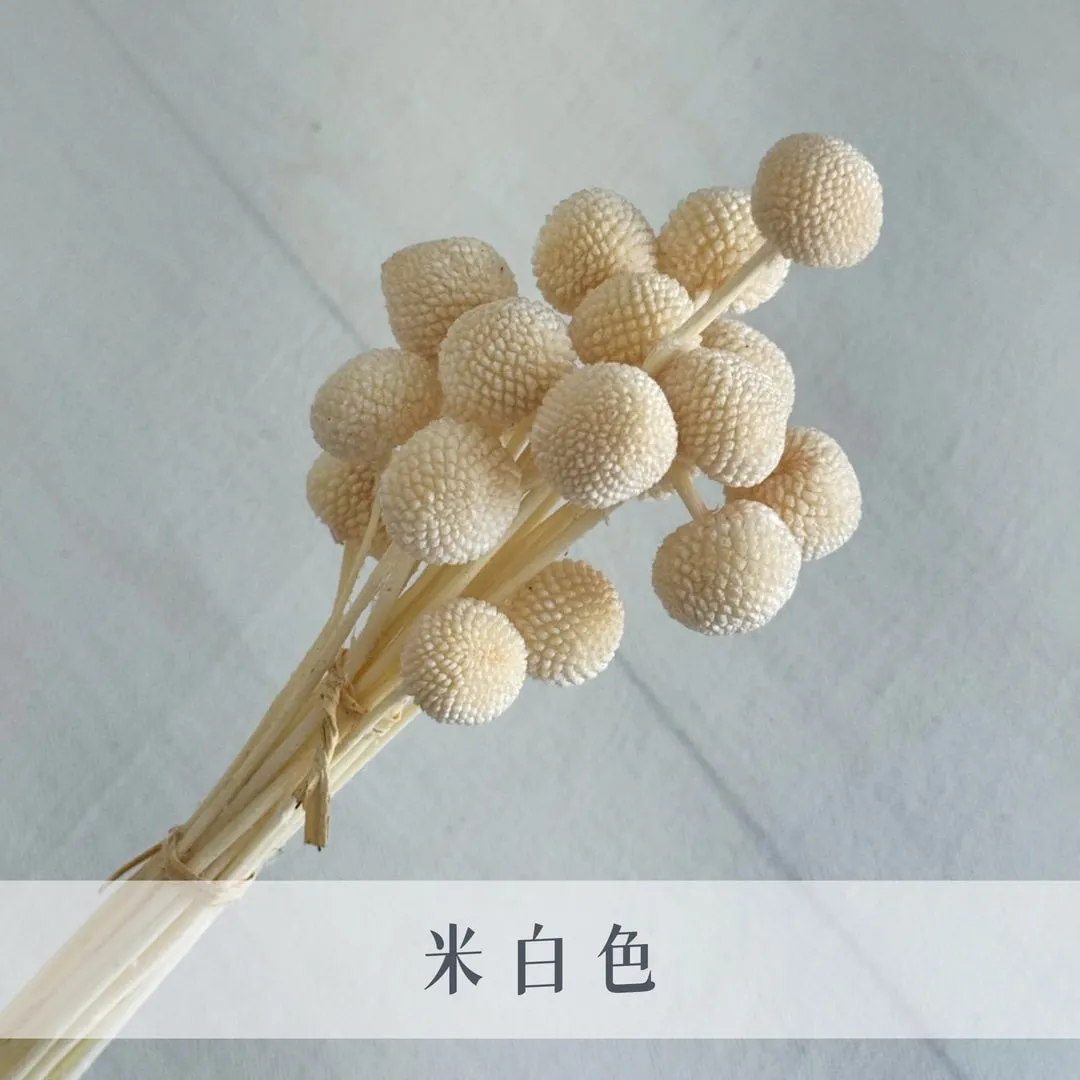 不凋金仗球