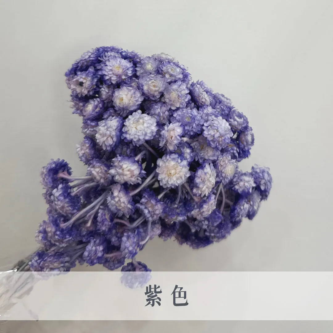 進口小蠟菊