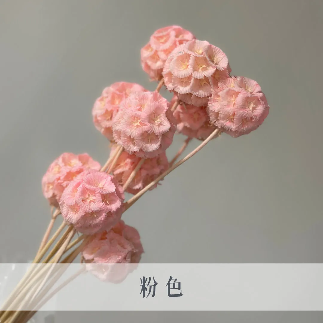 永生松蟲果（10枝裝）