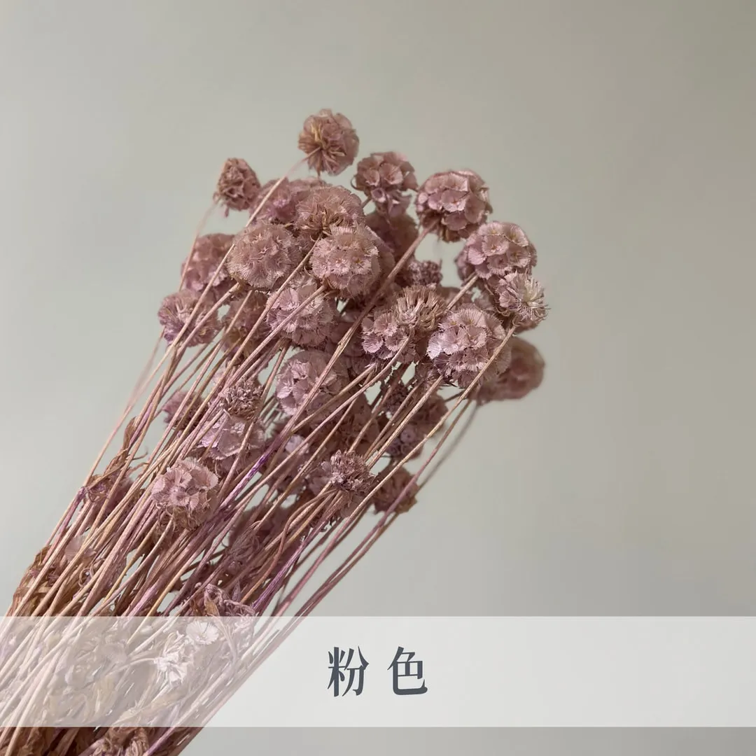 永生松蟲果