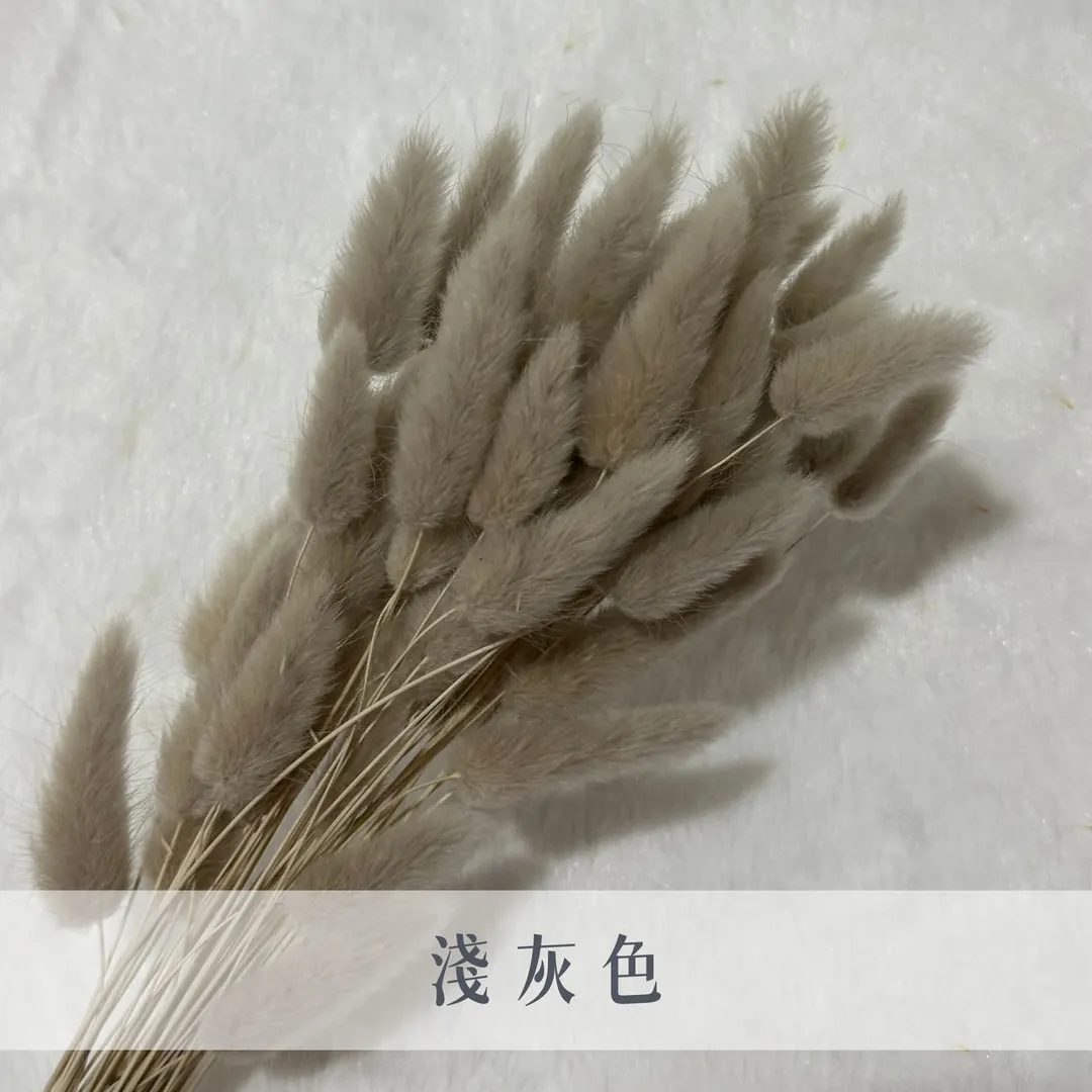 日本兔尾草