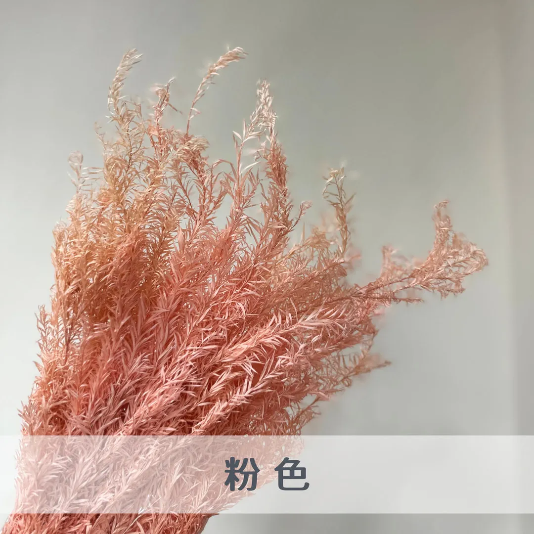 永生茶樹