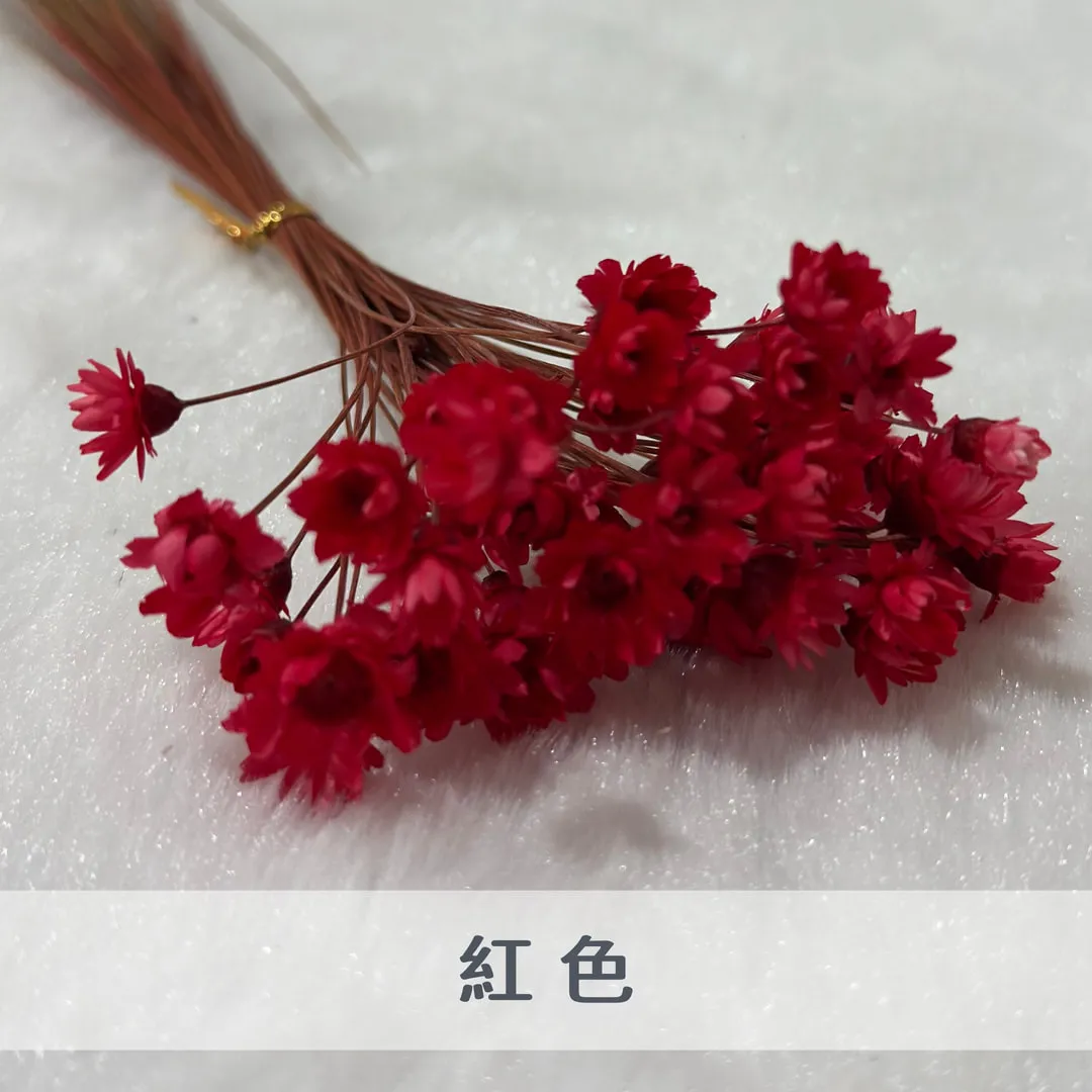巴西小星花（50枝裝）