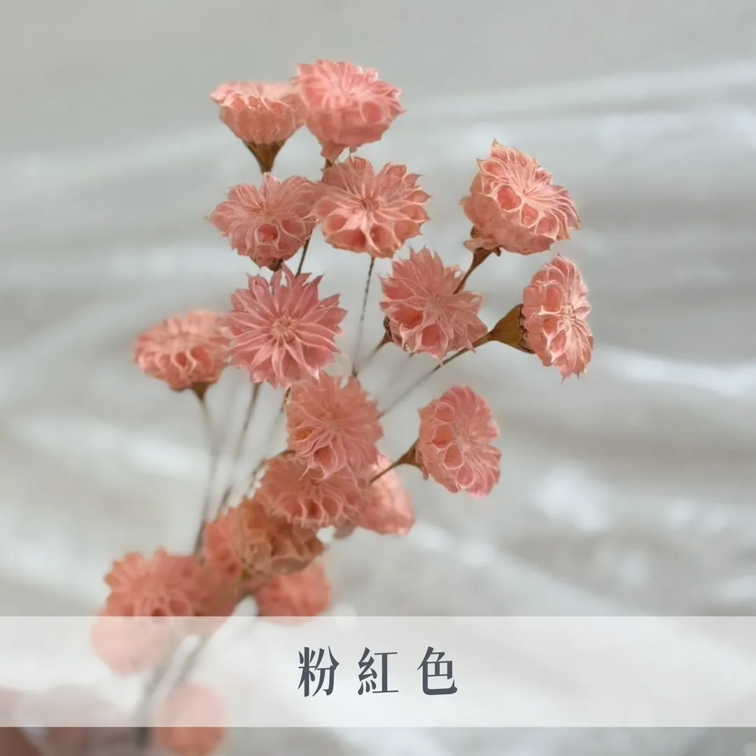 乾燥小酒盅