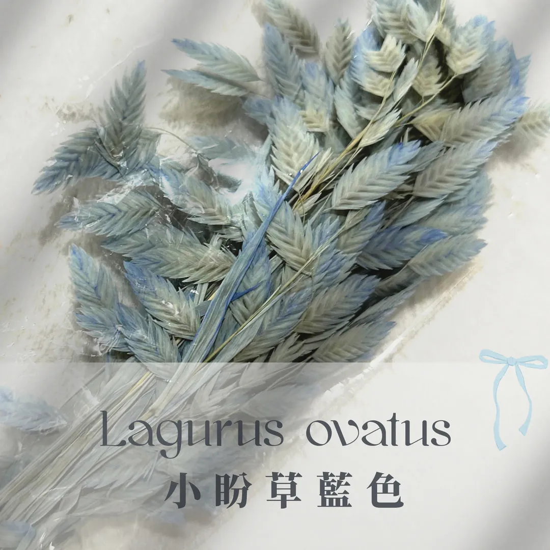 小盼草