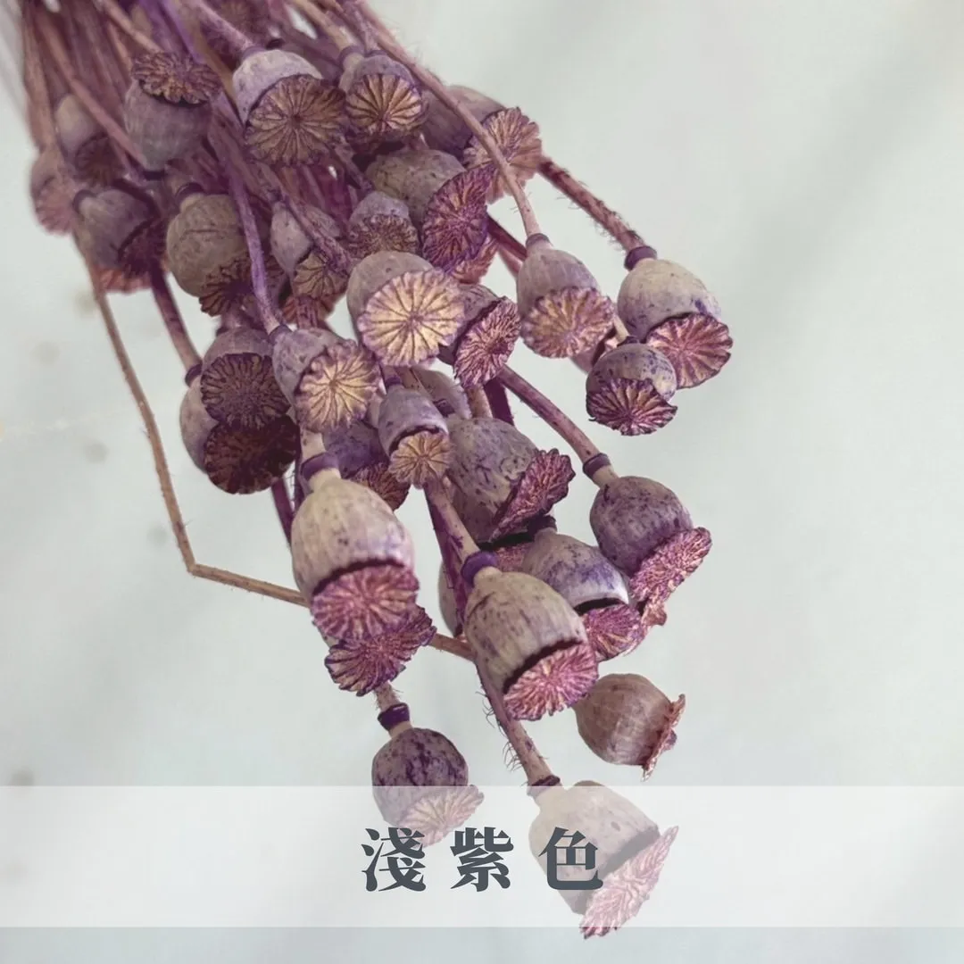 永生虞美人