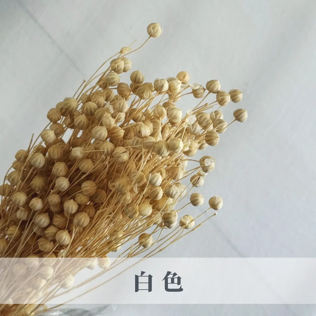 乾燥臨花