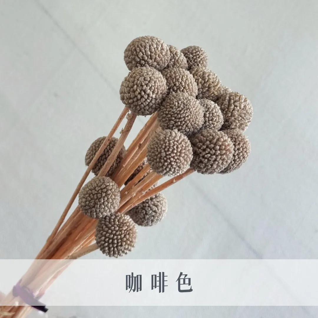 不凋金仗球