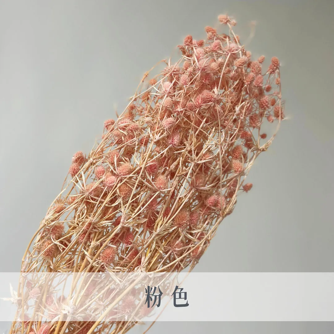 不凋小紫薊