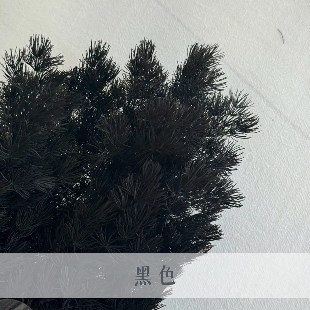 永生蓬萊松
