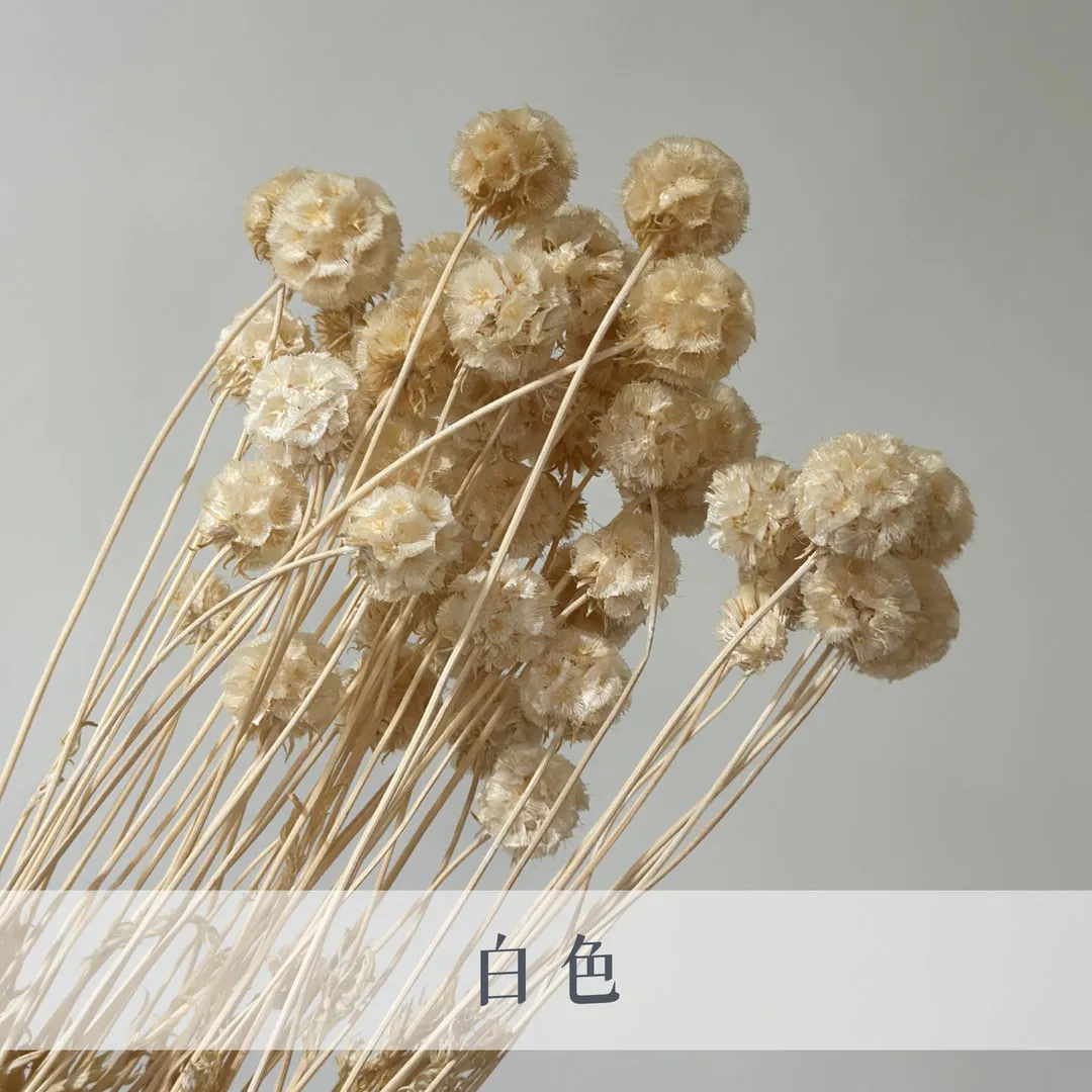 永生松蟲果