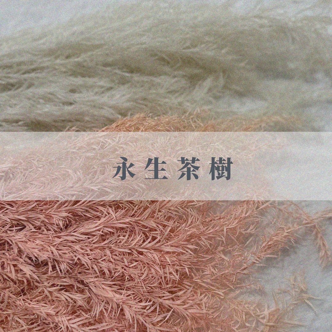 永生茶樹