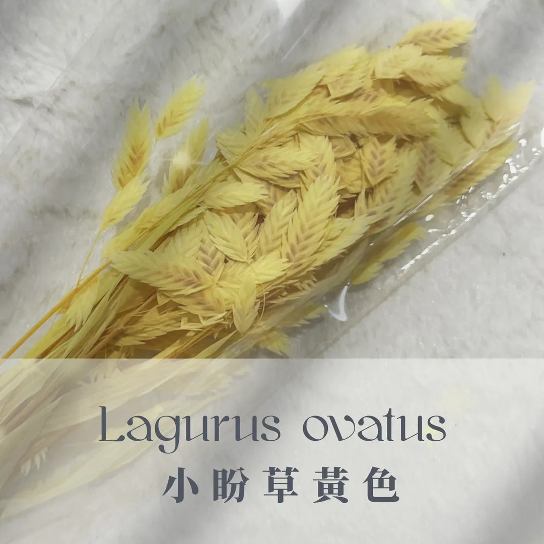小盼草