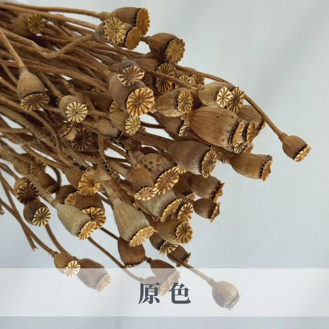 永生虞美人