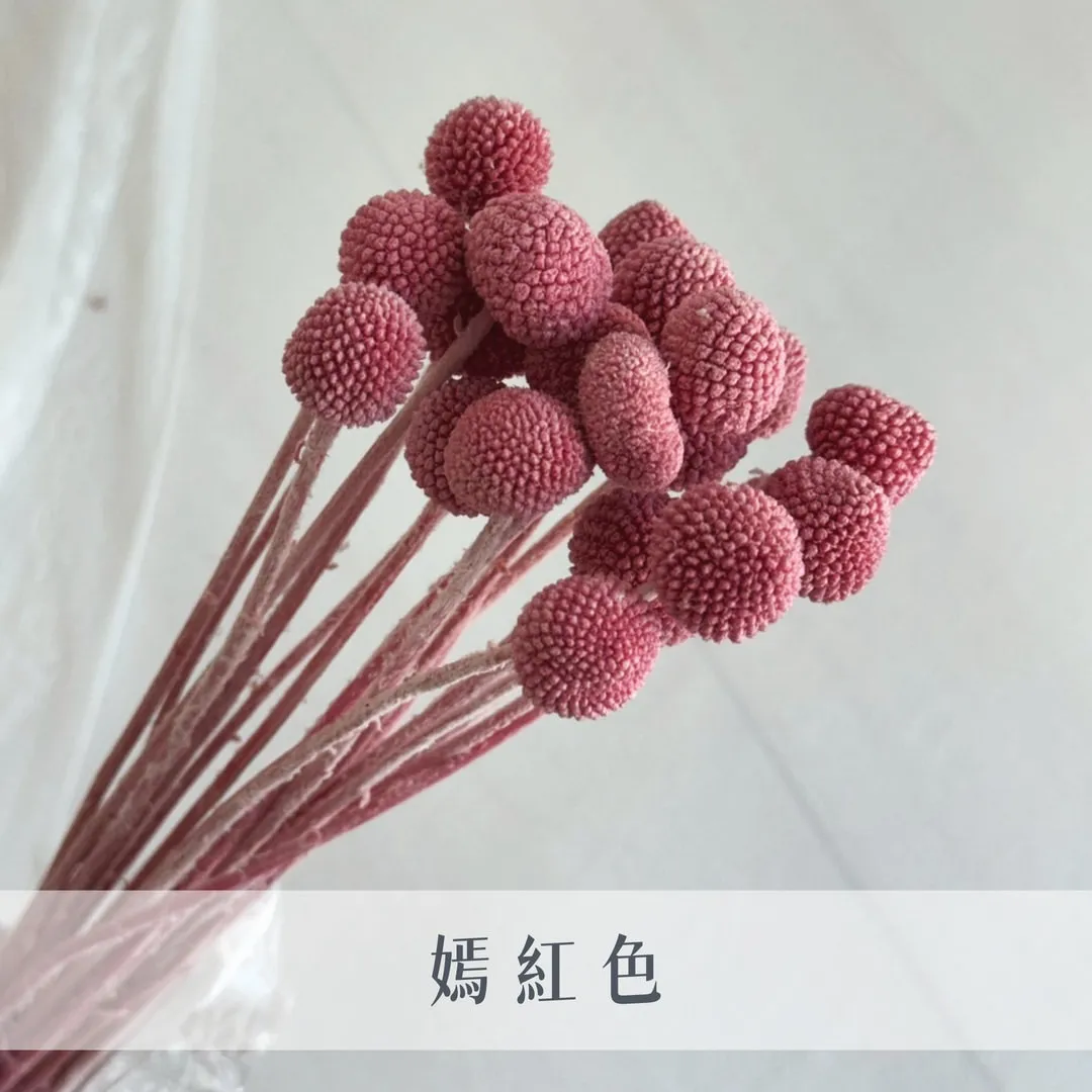 不凋金仗球
