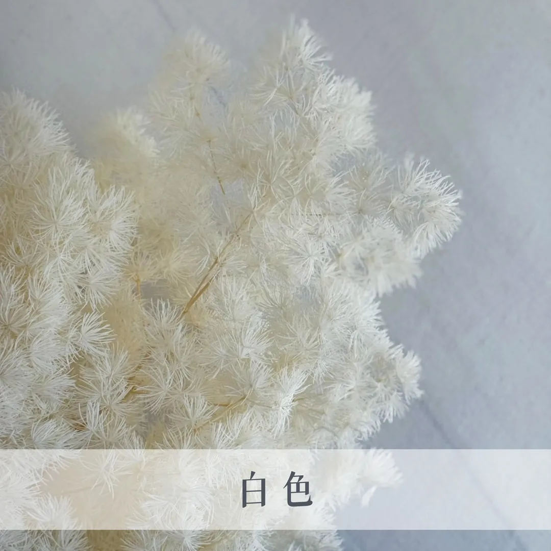 永生蓬萊松