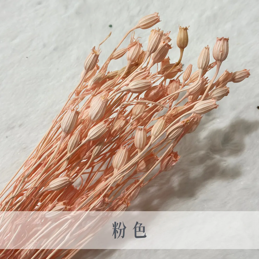 義大利乾燥小風鈴