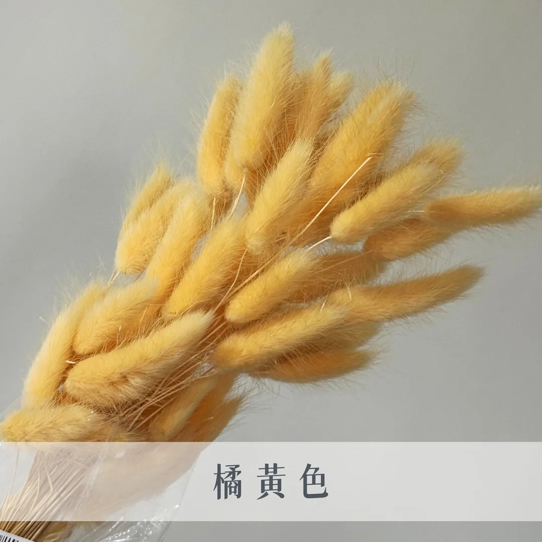 永生兔尾草（60枝裝）
