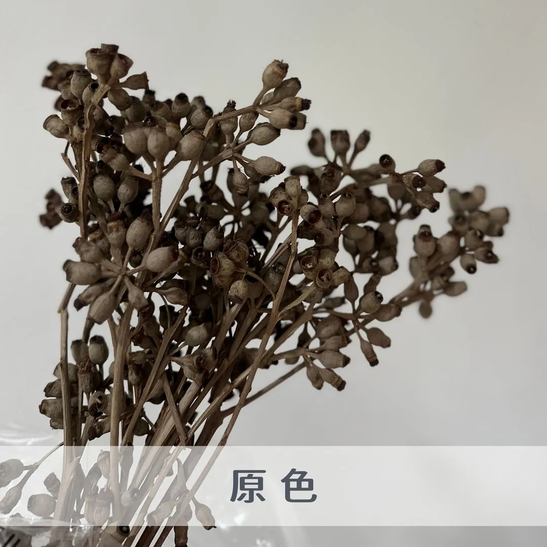 殭屍果