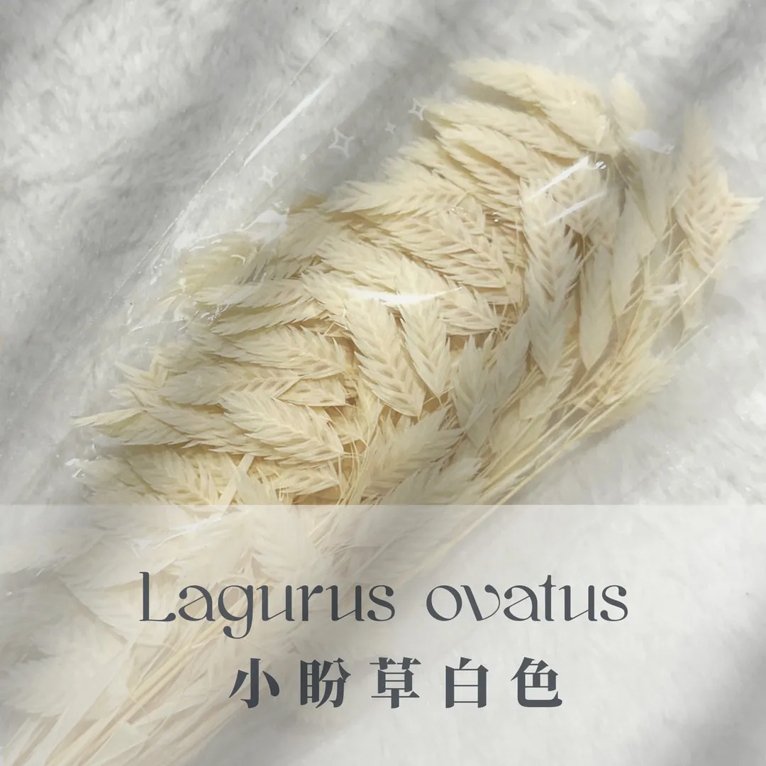 小盼草