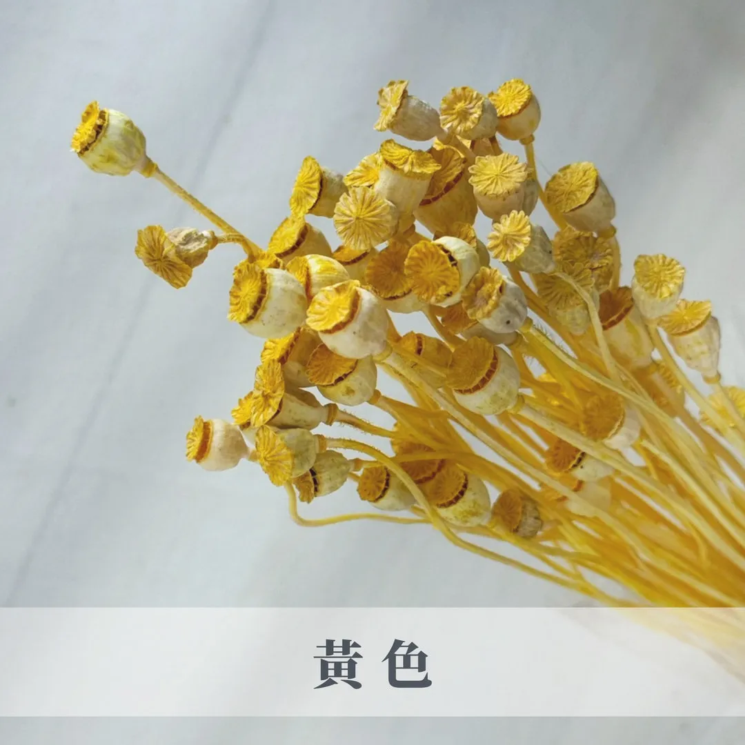 永生虞美人