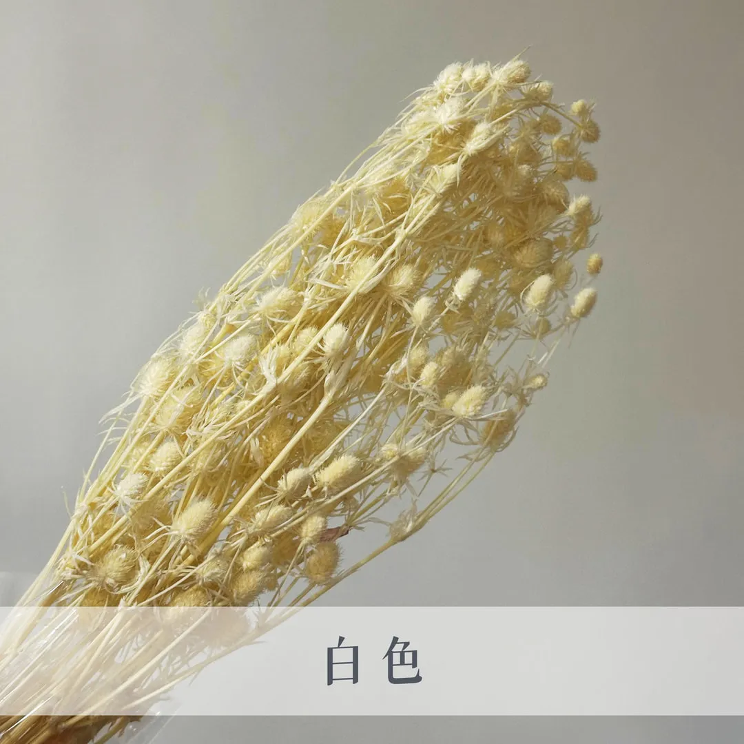 不凋小紫薊