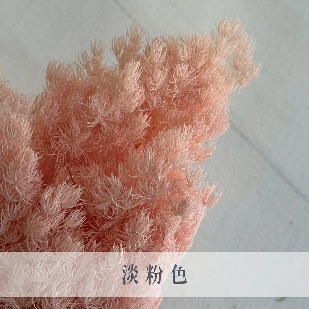永生蓬萊松