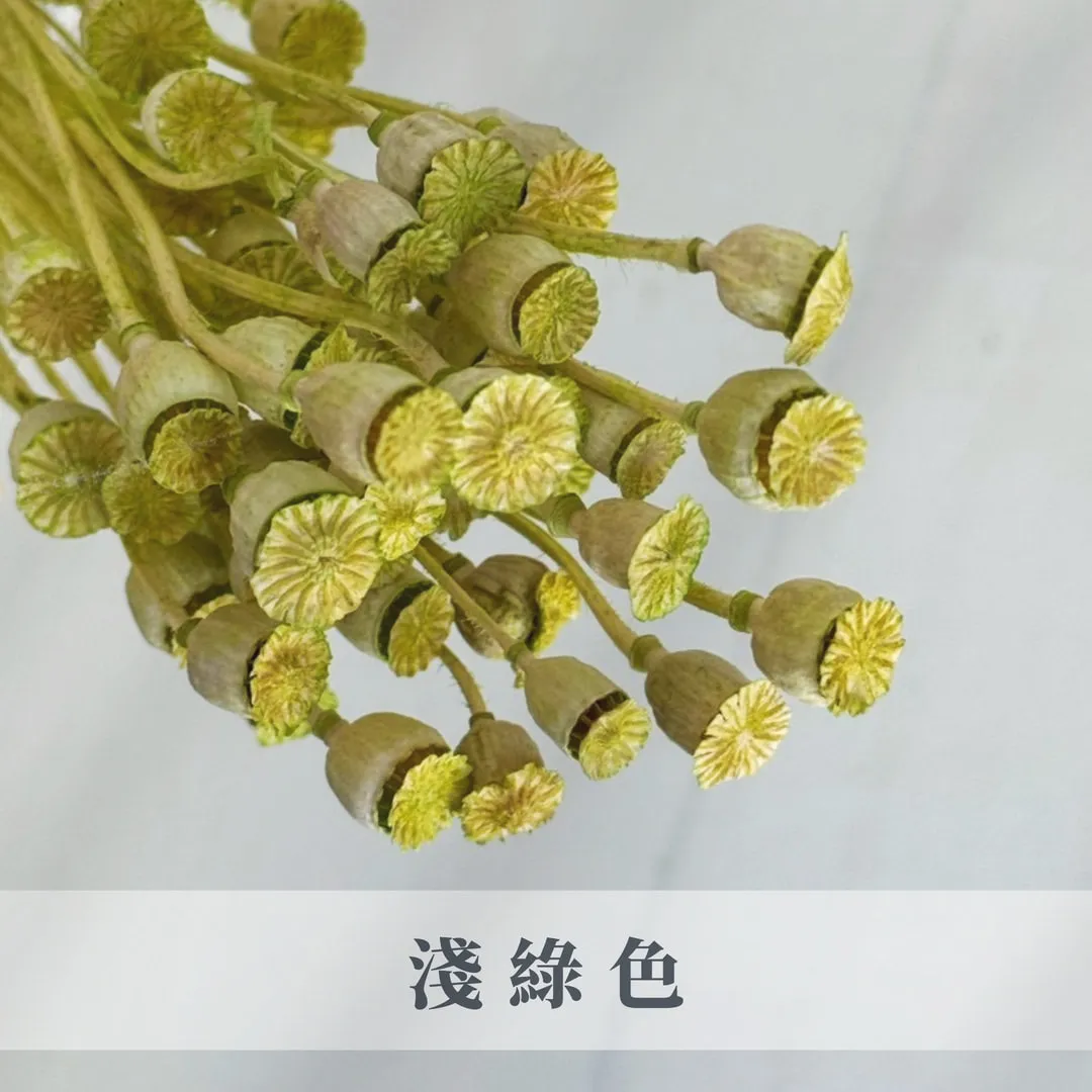 永生虞美人