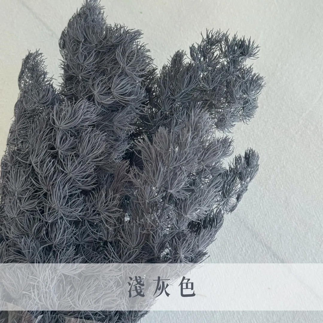 永生蓬萊松