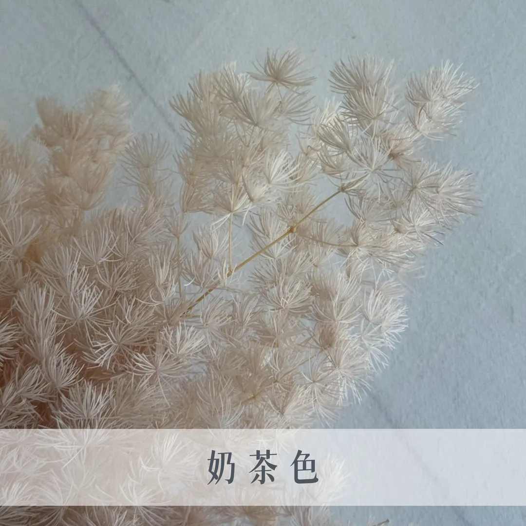 永生蓬萊松