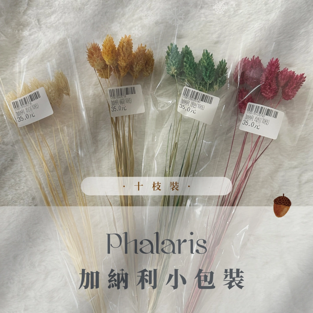 加納利小包裝（10枝裝）