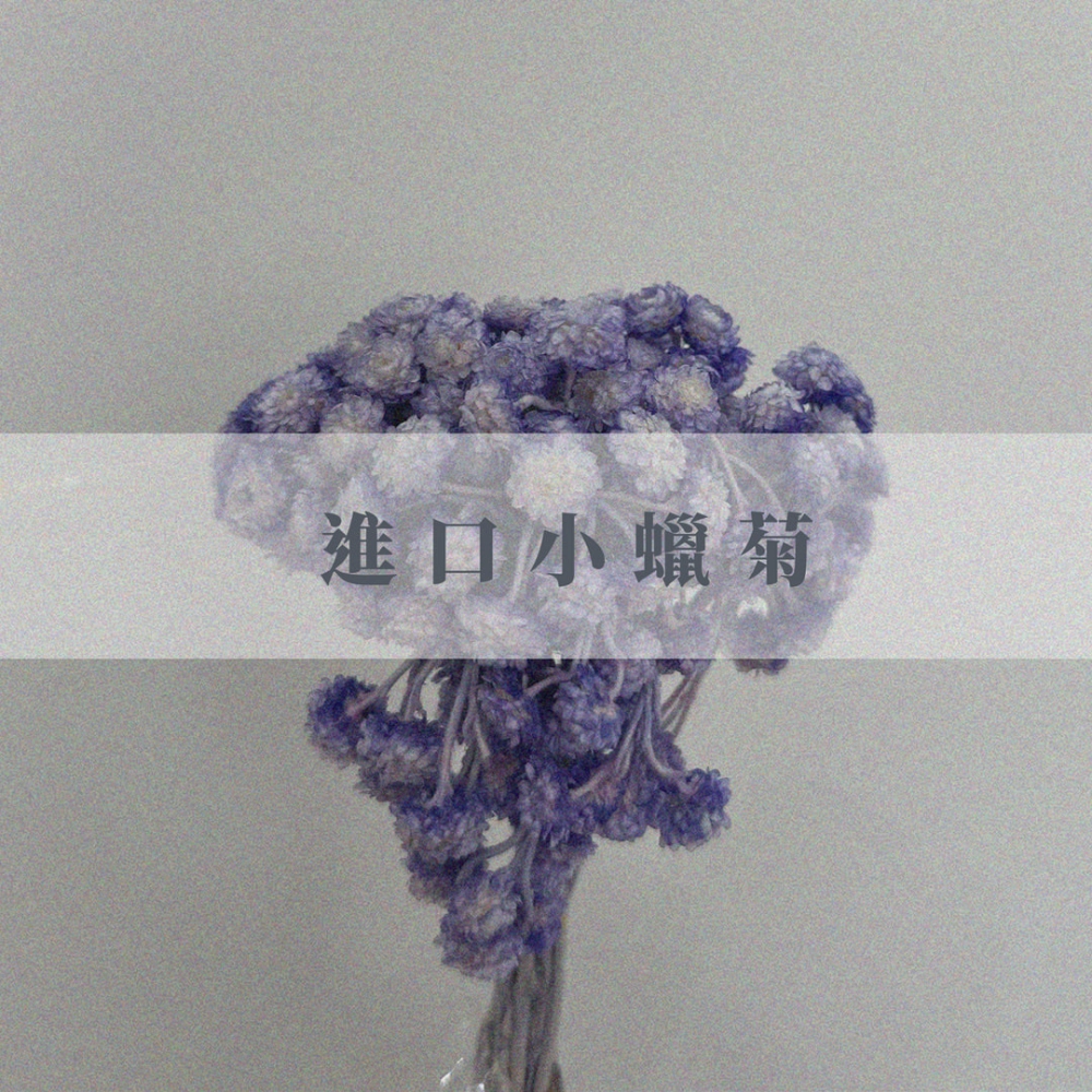 進口小蠟菊