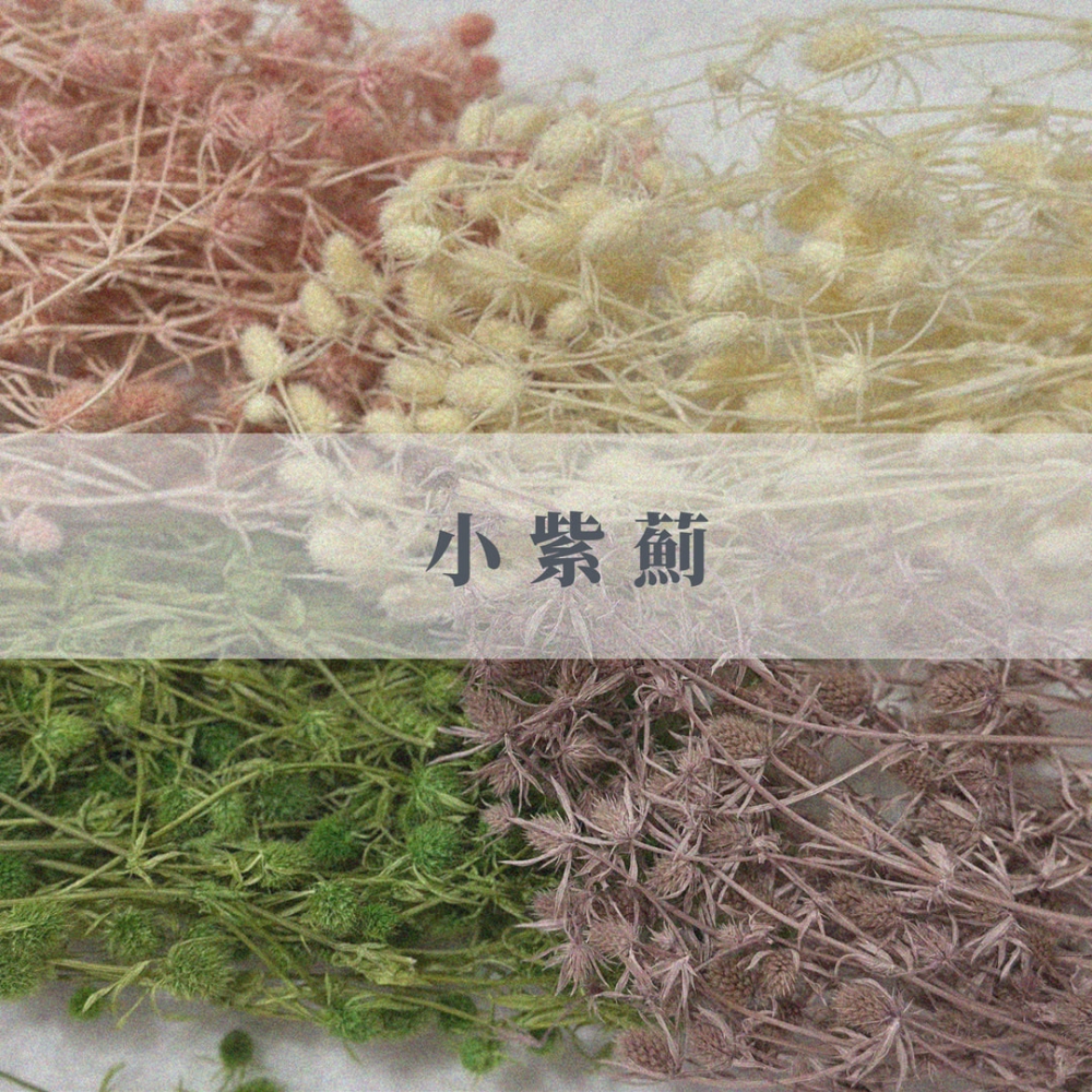 不凋小紫薊