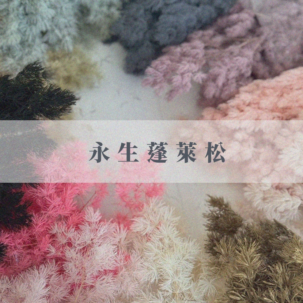 永生蓬萊松