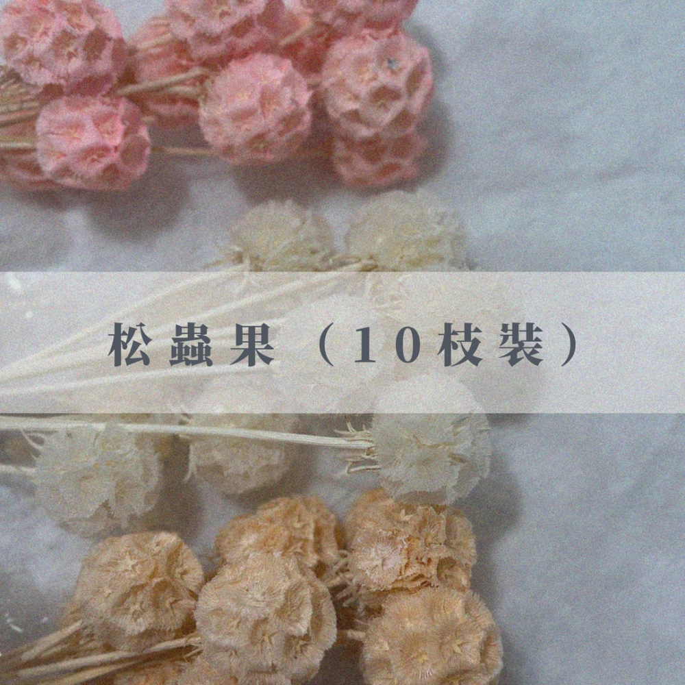 永生松蟲果（10枝裝）